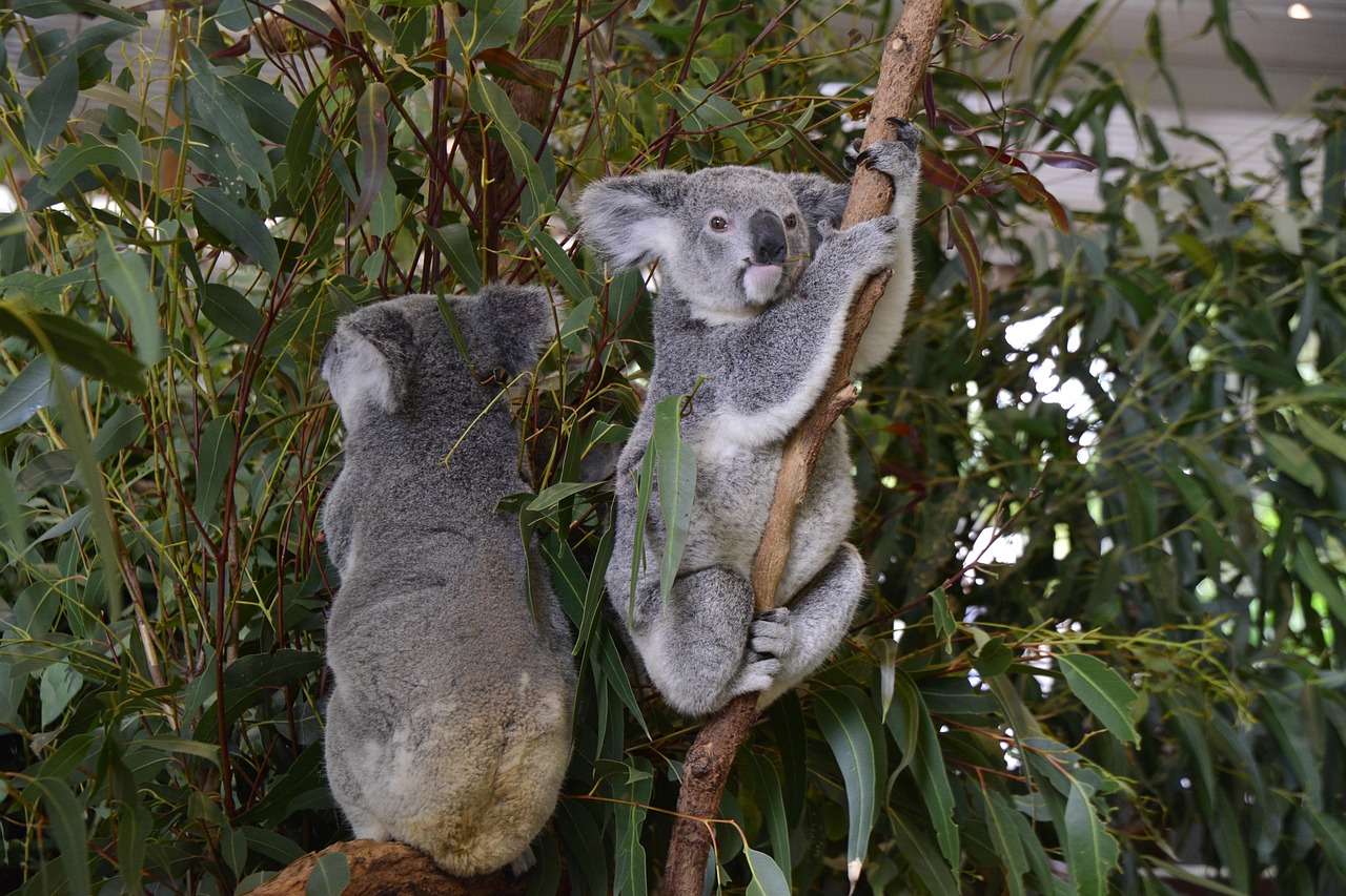 Lone Pine Koala Sanctuary in Brisbane