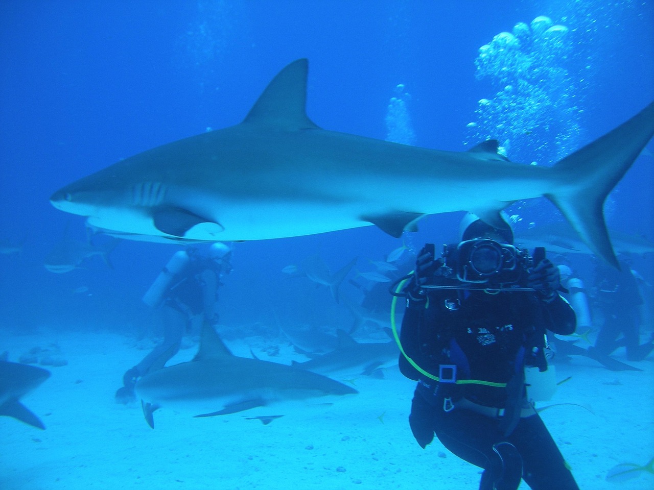 Shark tank in Nassau, Bahamas