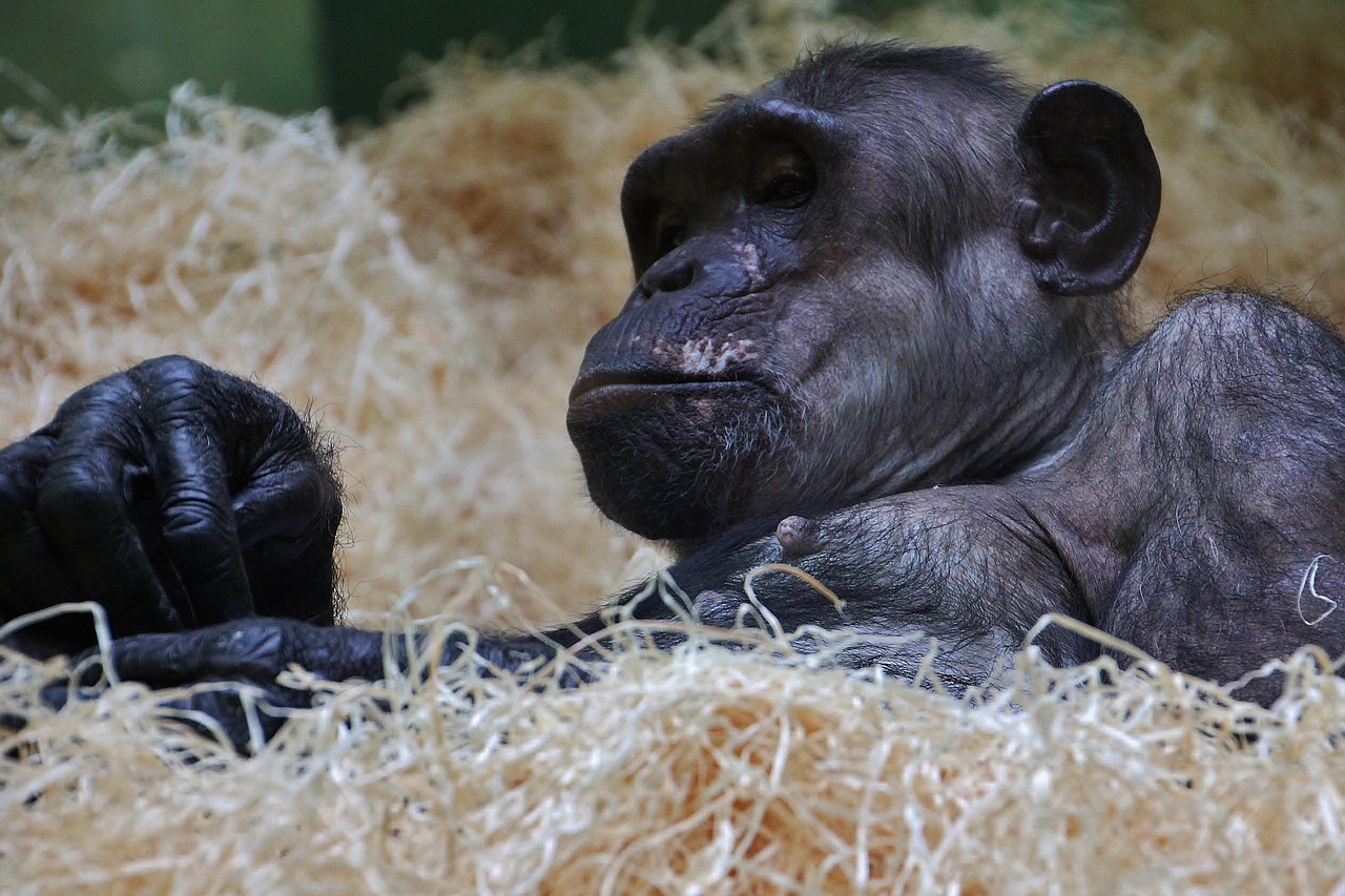 Antwerp Zoo