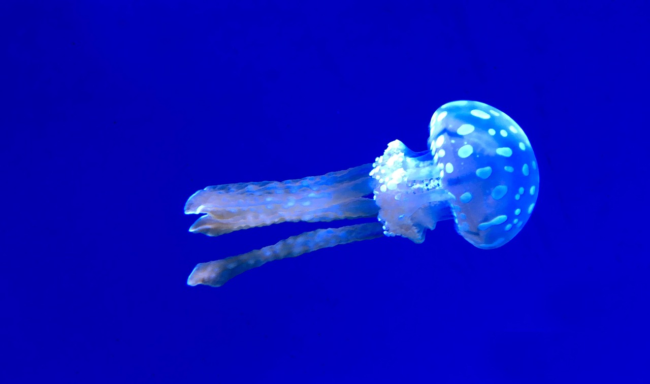 Ripley's Aquarium of Canada in Toronto
