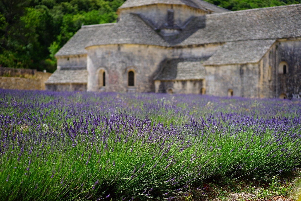 Lavender fields in front of Abbaye Notre-Dame de Sénanque