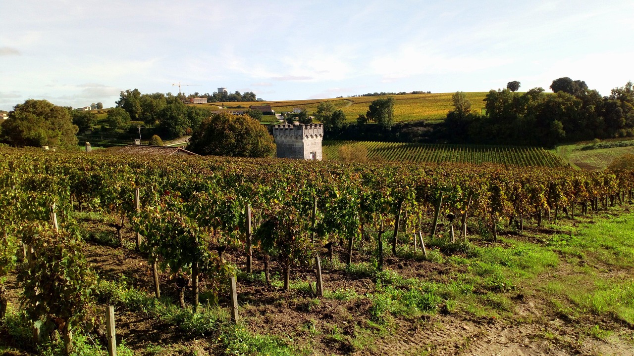Vineyards surrounding Saint-Émilion near Bordeaux