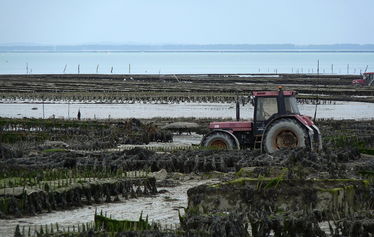 Oyster farms at low tide in Cancale