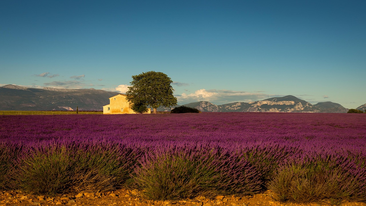 Lavender Route