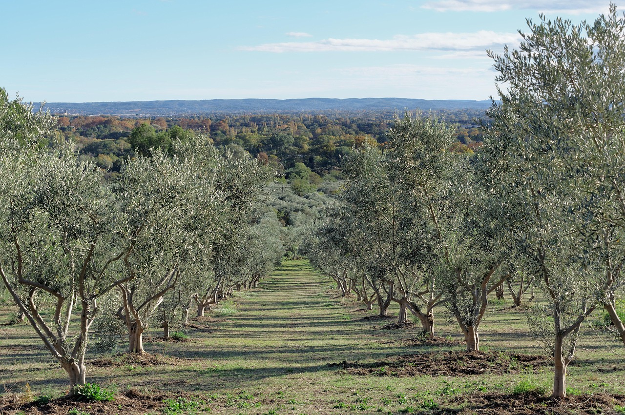 Alpilles hills and olive groves
