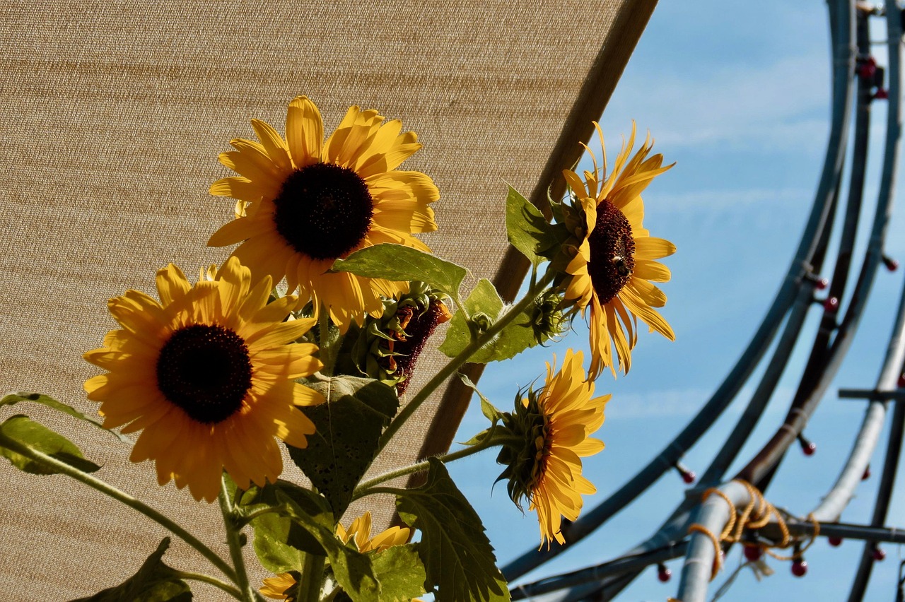 Outdoor festival in Provence