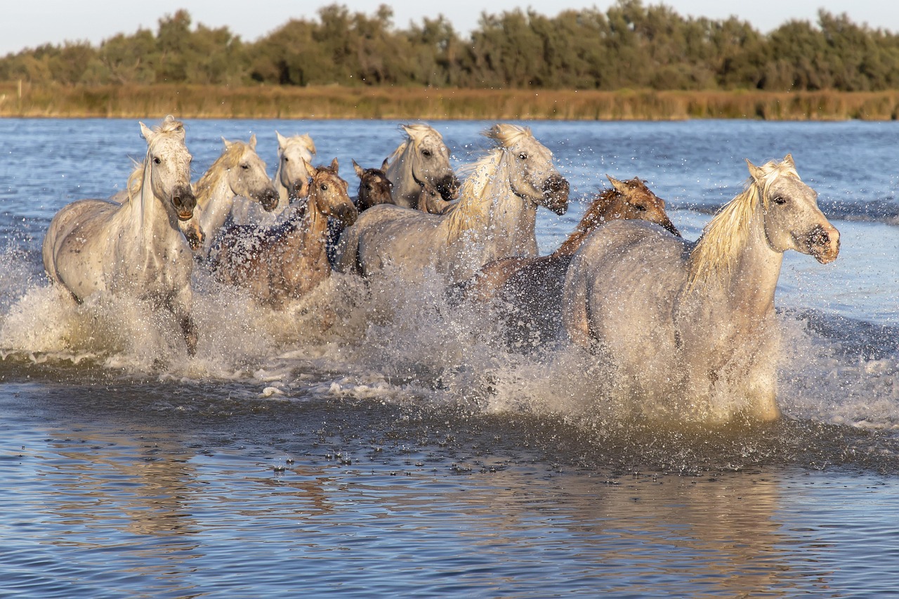 Horse riding in the Camargue near Saintes-Maries-de-la-Mer