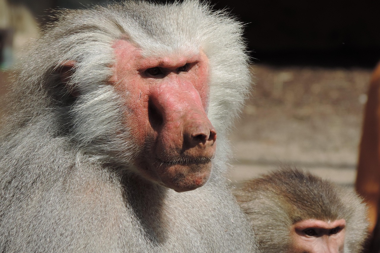 Augsburg Zoo
