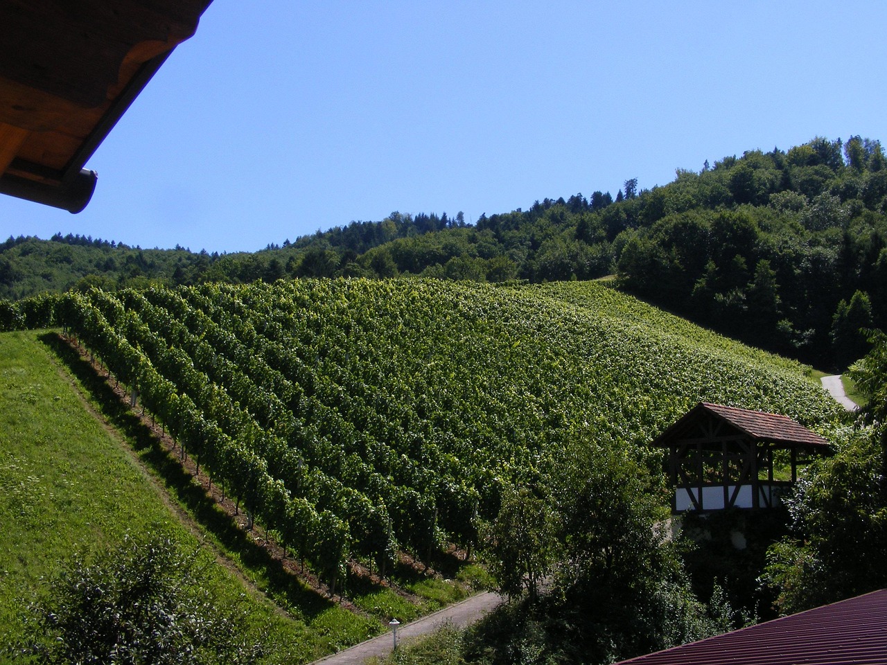 Durbach vineyards in the Black Forest