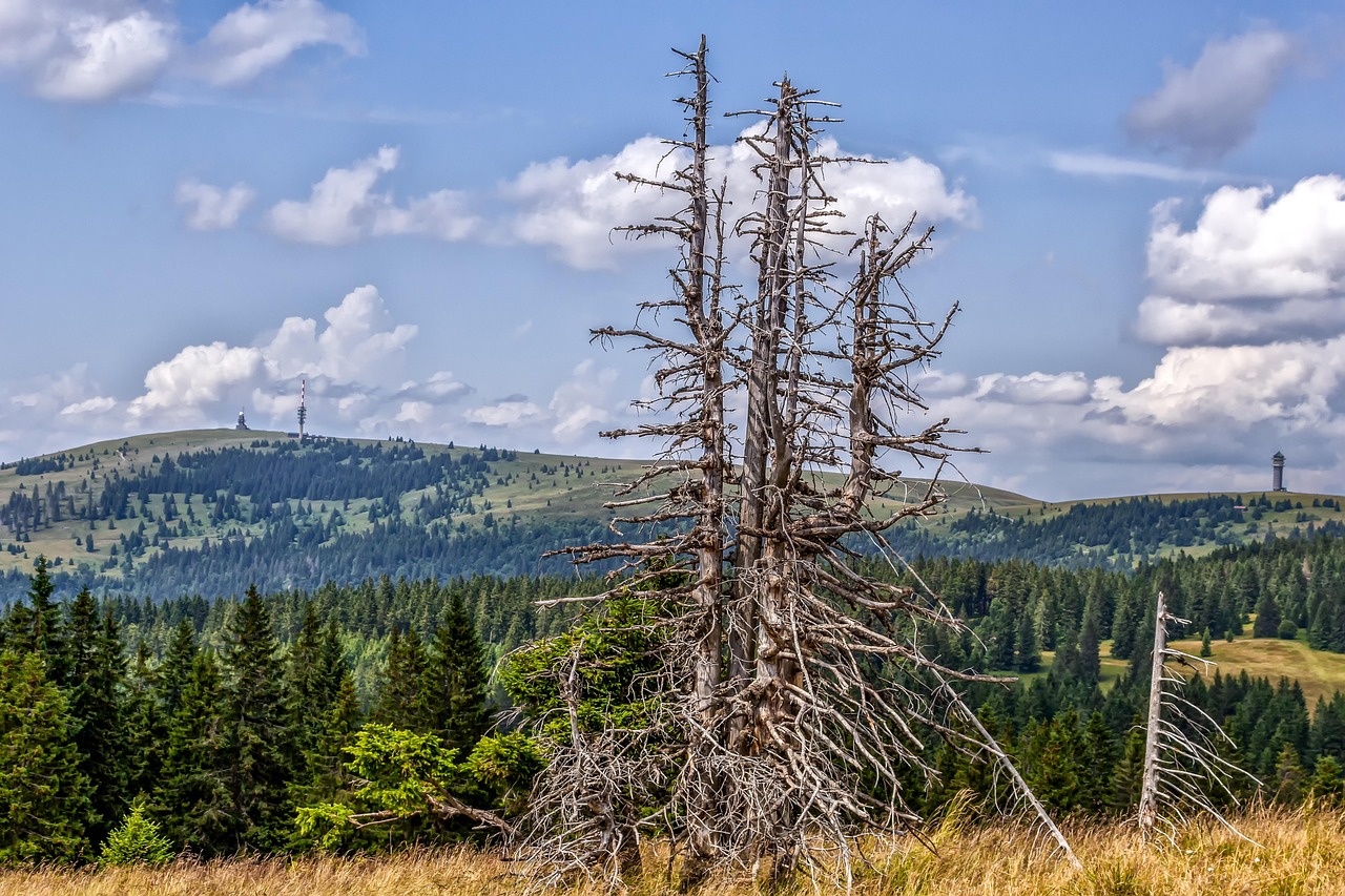 Feldberg summit in the Black Forest