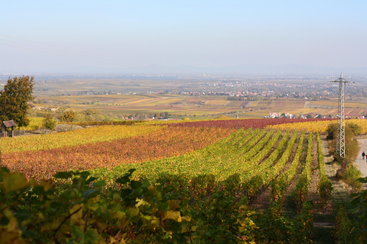 Autumn colors in the vineyards of the Rhine Valley