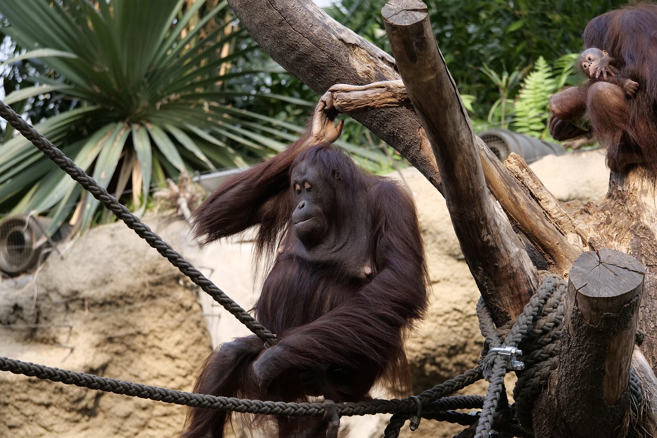 Rostock Zoo Darwineum