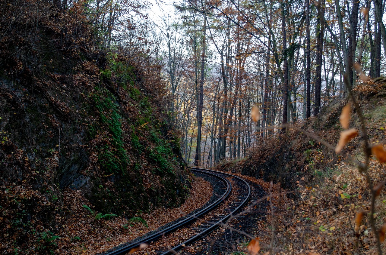 Forest trail near Wernigerode in the Harz