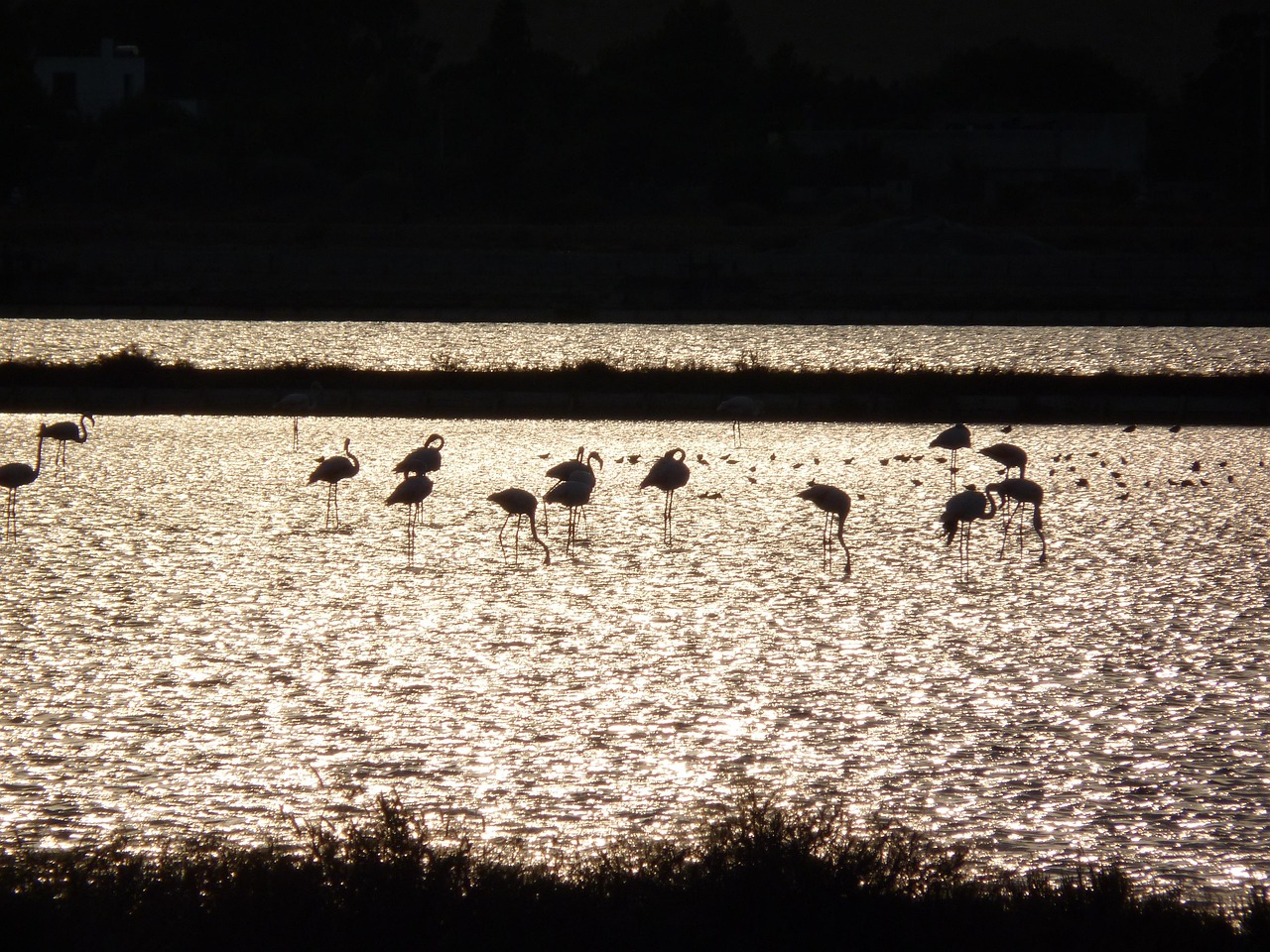 Flamingos at sunset near Cagliari, Italy