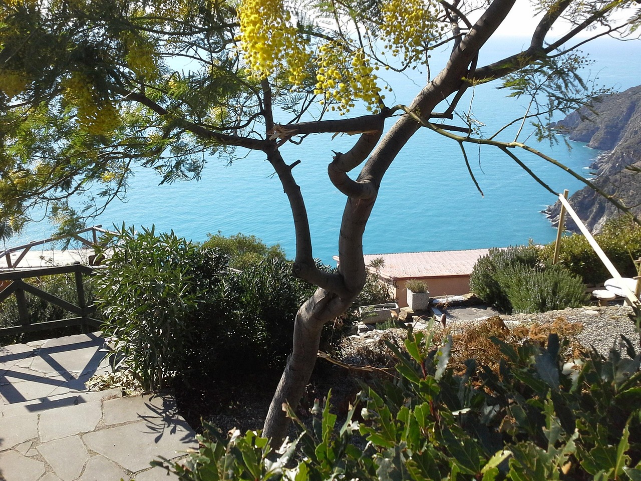 Vineyards above Riomaggiore