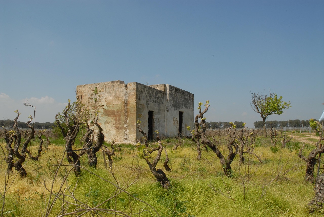 Vineyard in Salento countryside at sunset
