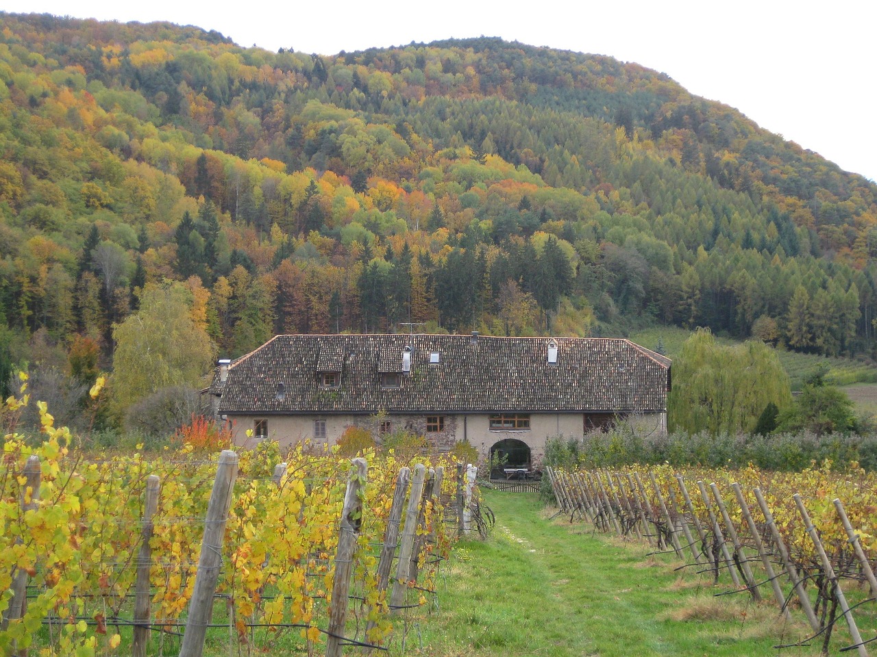 Vineyards and village near Caldaro South Tyrol