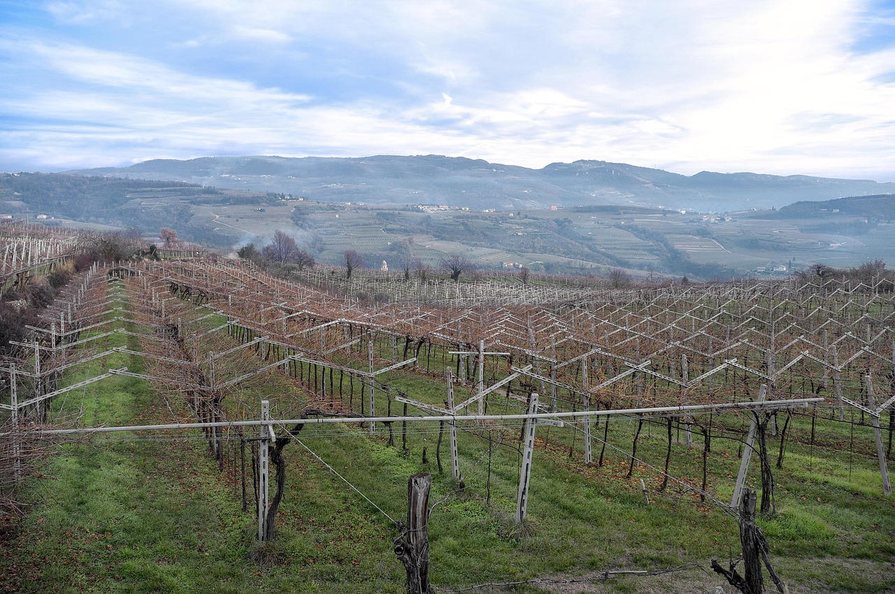 Valpolicella vineyards in Veneto