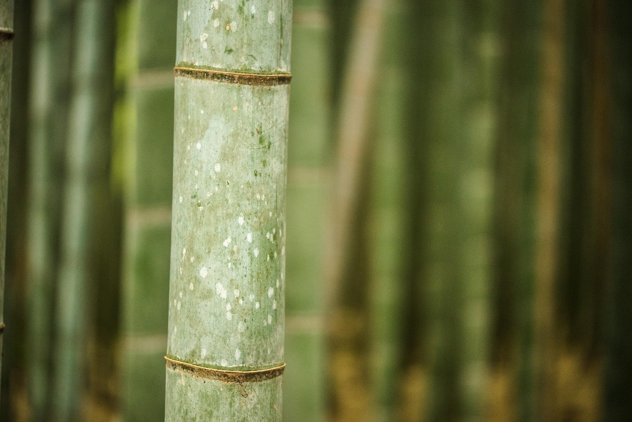 Arashiyama Bamboo Forest, Kyoto