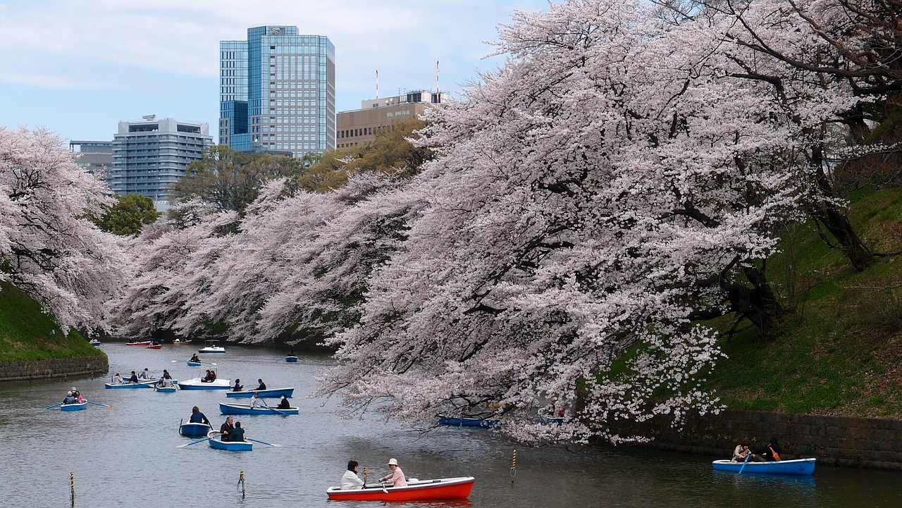 Tokyo park with cherry blossoms in spring