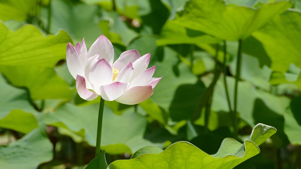 Lotus pond at Pamplemousses Botanical Garden