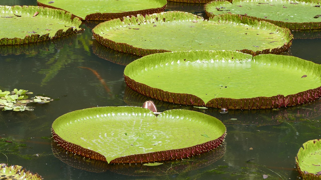 Giant water lily pond at Pamplemousses Botanical Garden
