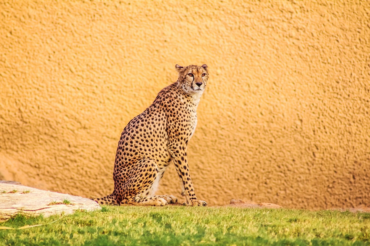 Riyadh Zoo