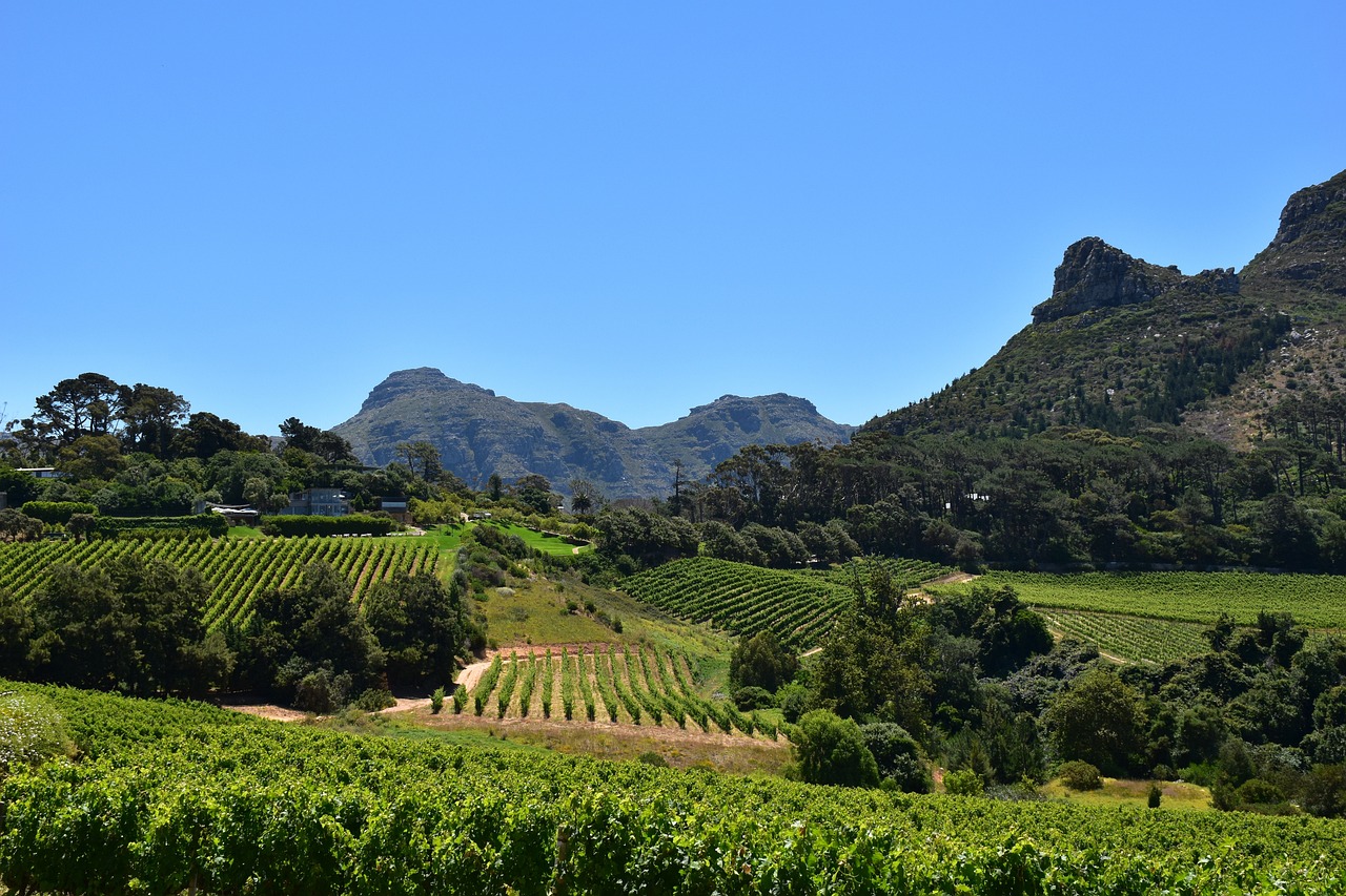 Constantia vineyards Cape Town