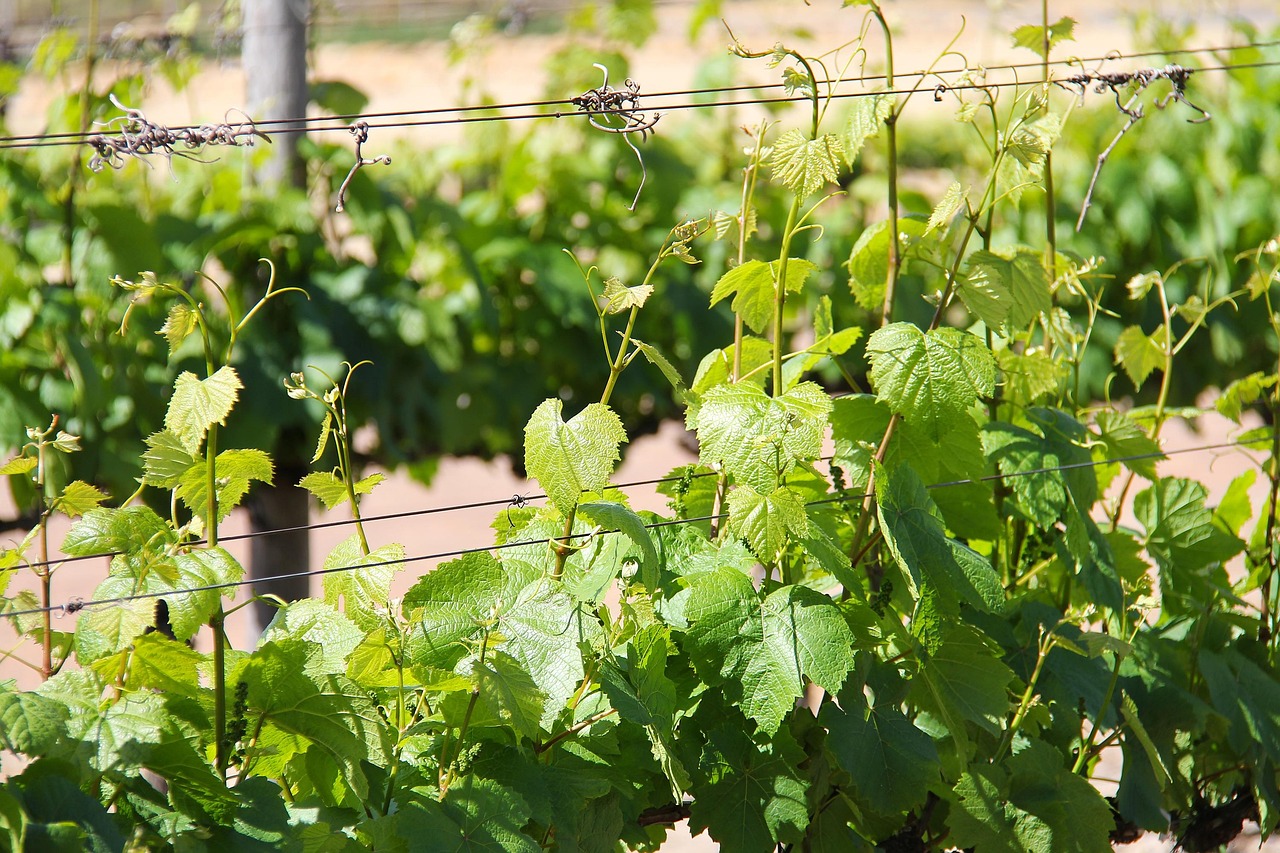 Stellenbosch vineyards near Cape Town