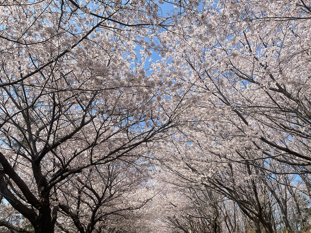 Seasonal views of Busan across the year