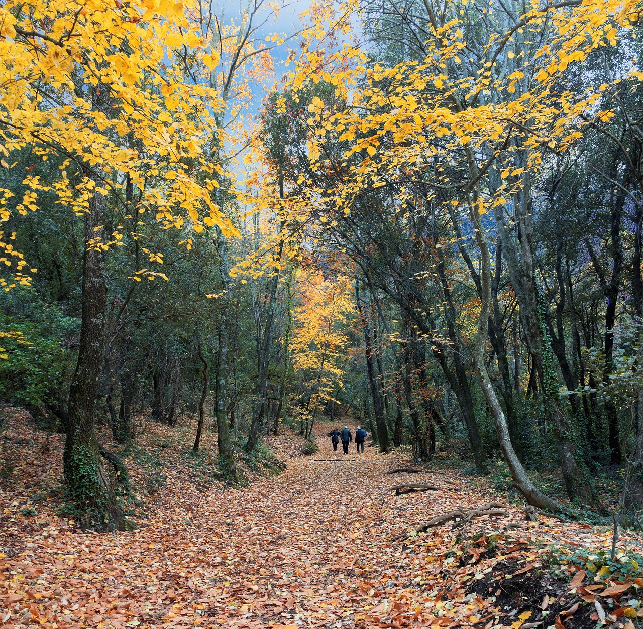 La Garrotxa volcanic forest landscape