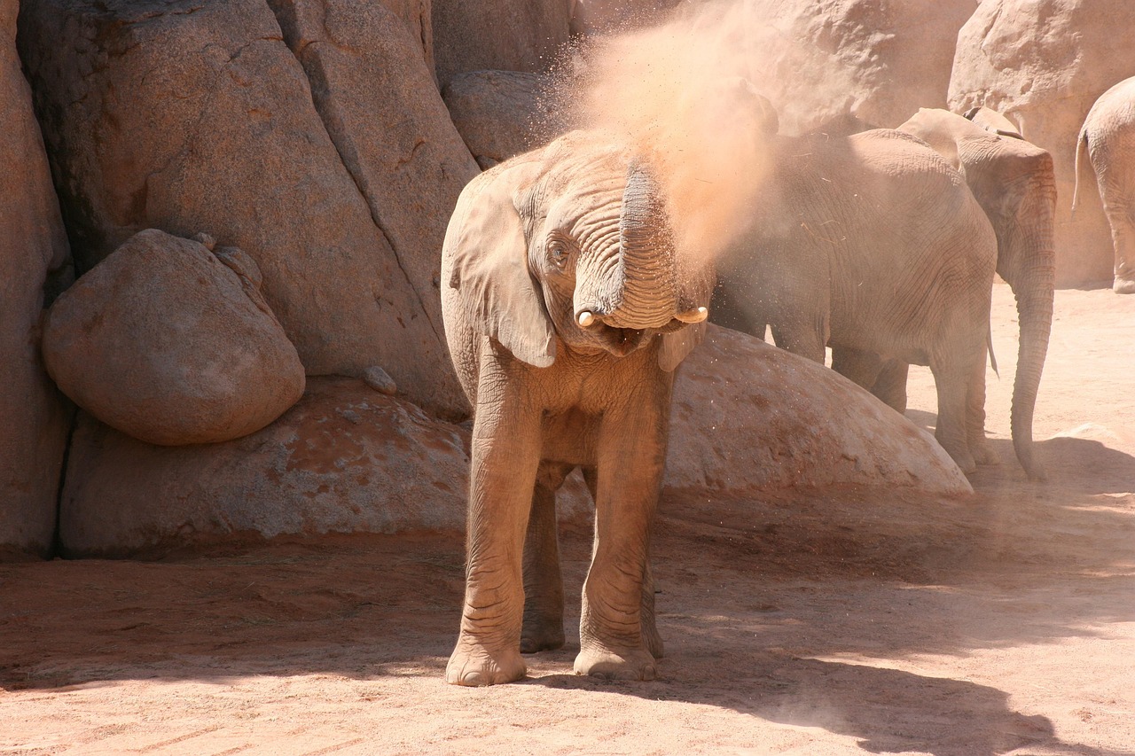 Bioparc Valencia African savanna exhibit