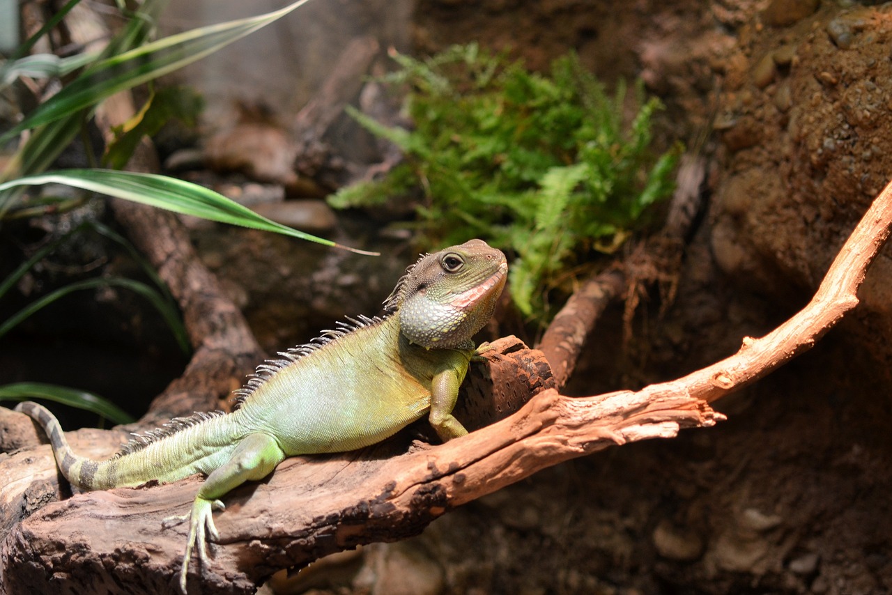 Basel Zoo Zolli