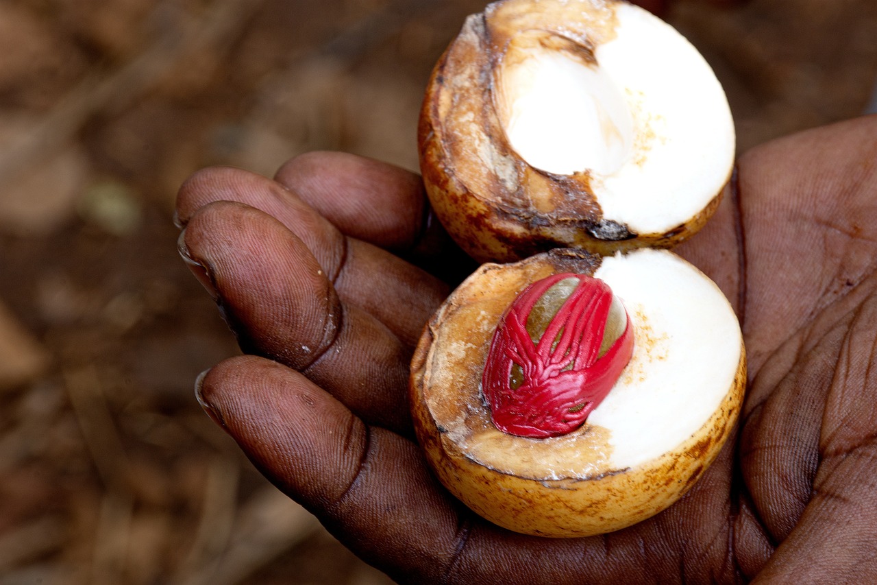 Spice farm tour in Zanzibar