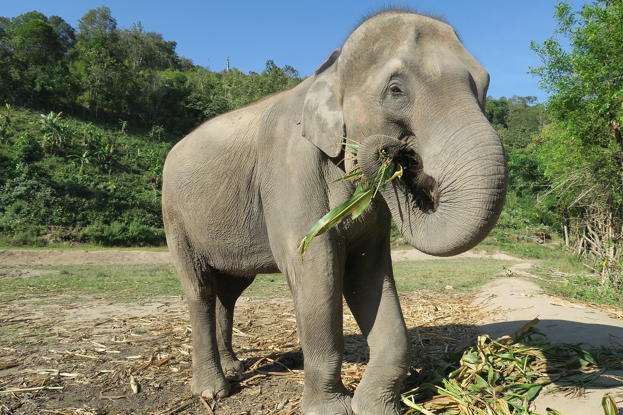 Ethical elephant sanctuary near Chiang Mai