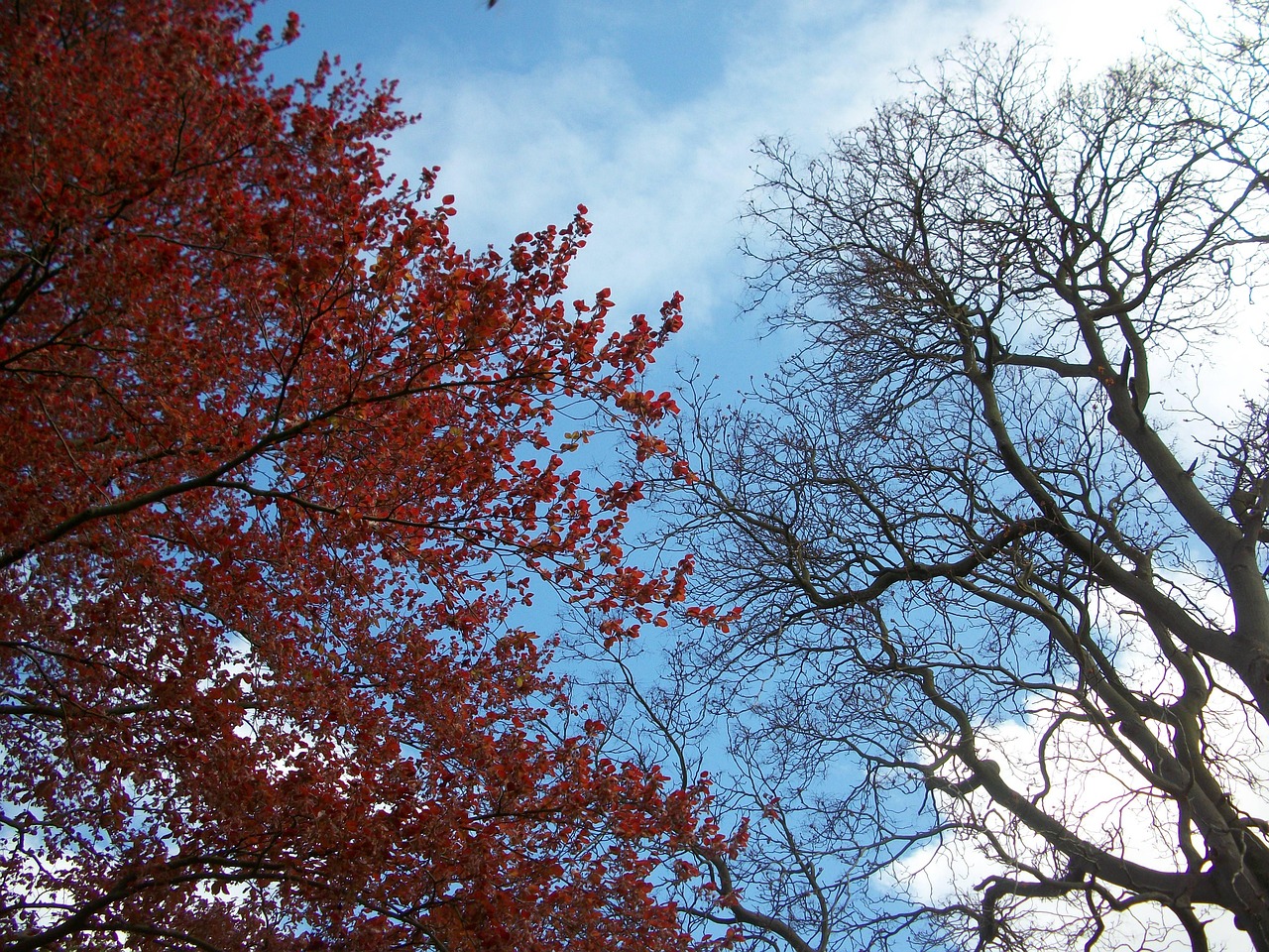 Cambridge University Botanic Garden