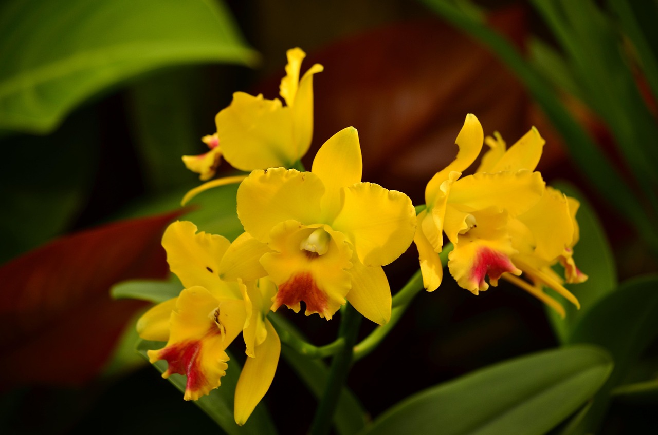Atlanta Botanical Garden