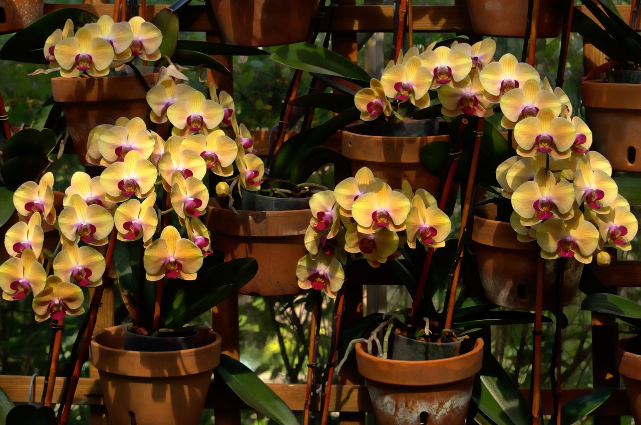 Orchids at Atlanta Botanical Garden