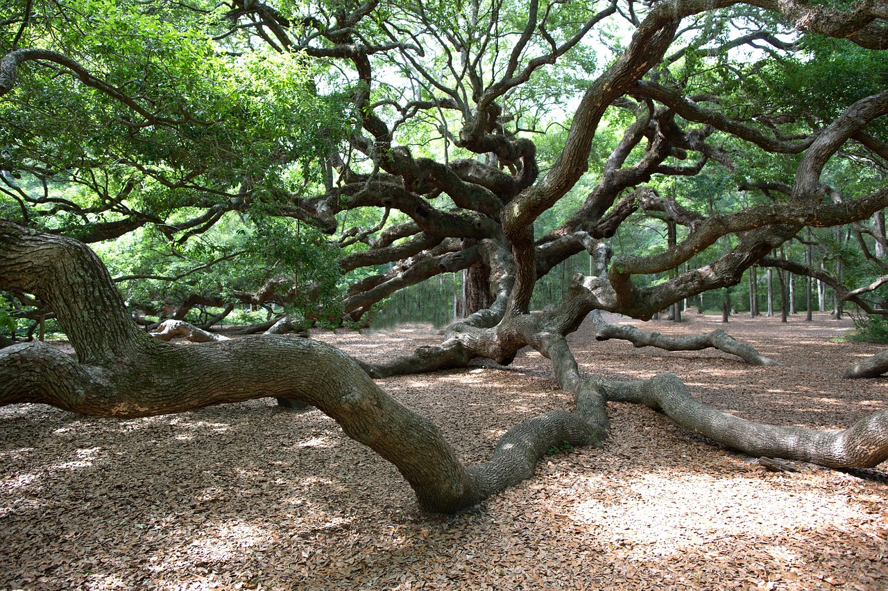Angel Oak Tree near Charleston