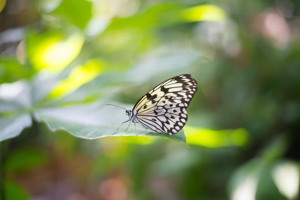 Houston Museum of Natural Science