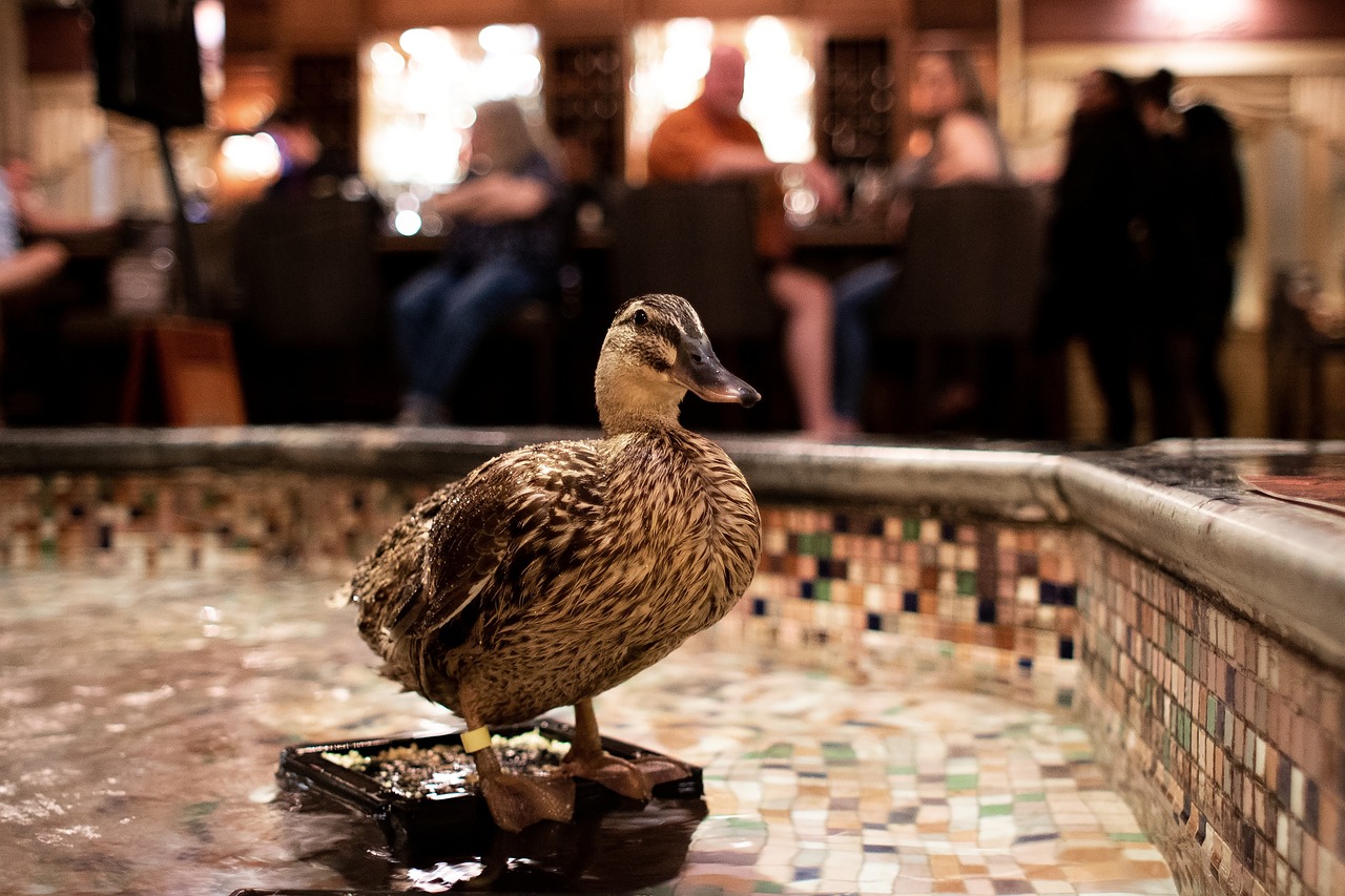 Peabody Hotel in Memphis