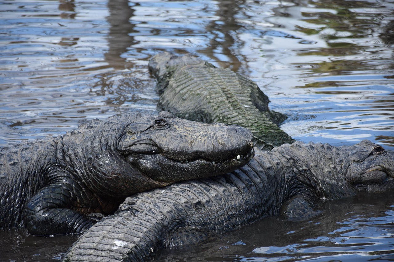 Gatorland alligator park in Orlando