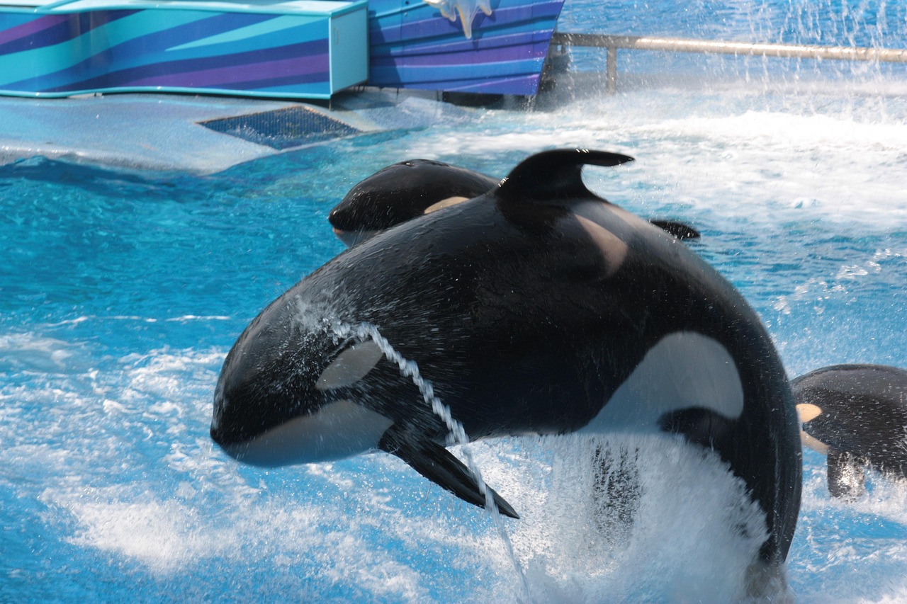 SeaWorld Orlando marine theme park
