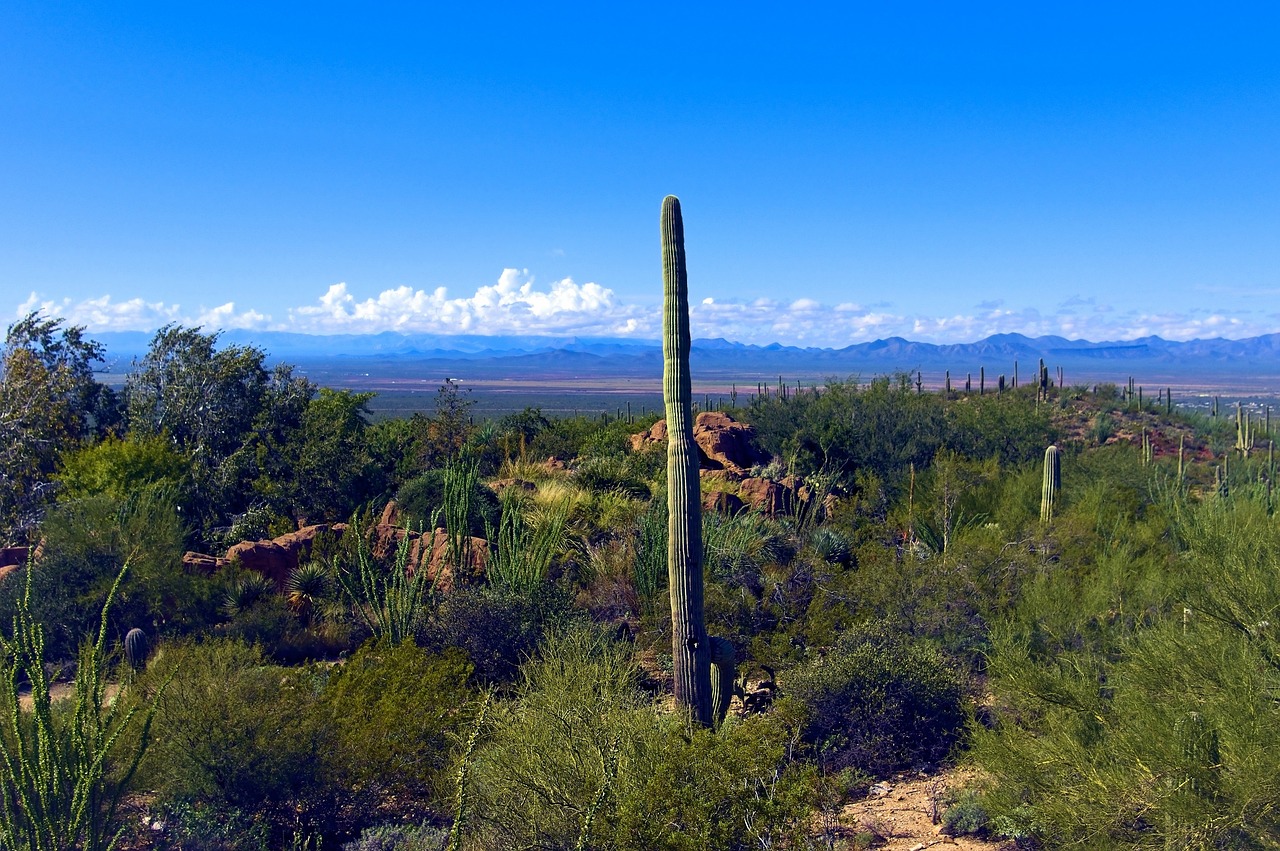 Arizona-Sonora Desert Museum in Tucson