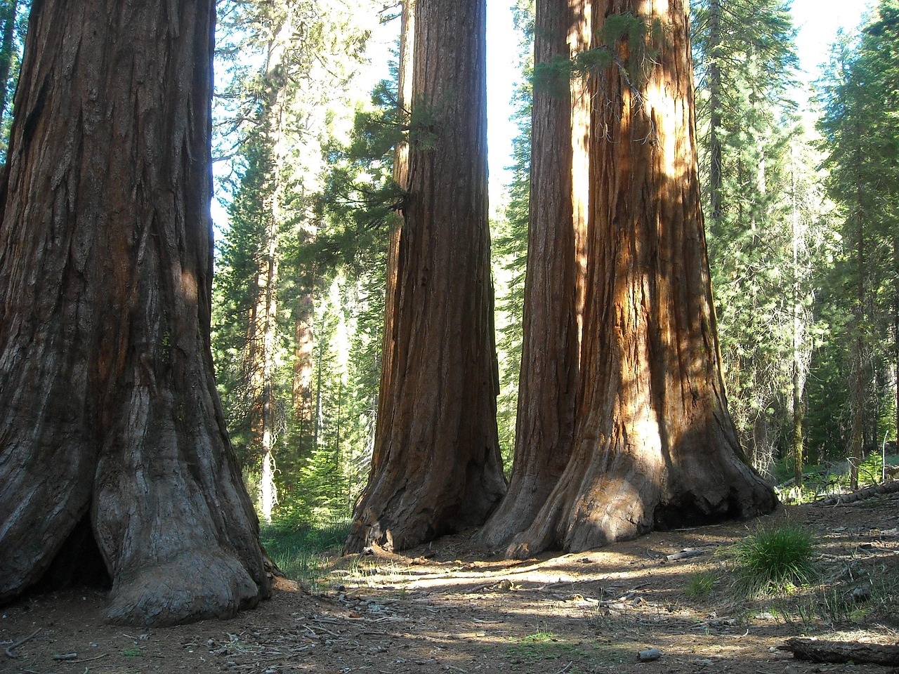 Giant Sequoias in Mariposa Grove