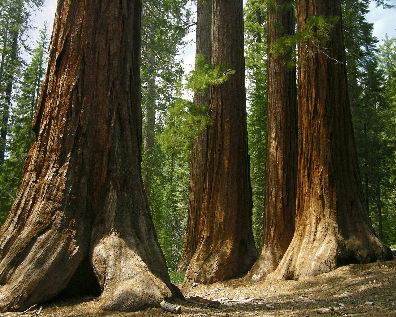 Trail through giant sequoias at Mariposa Grove